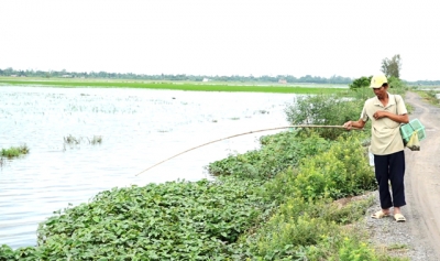 Thú vị nghề câu ếch đồng mùa nước nổi