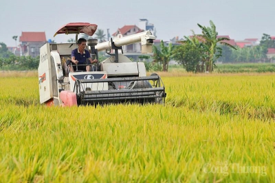 Xuất khẩu gạo nửa đầu năm 2026: Giữ nhịp tăng trưởng