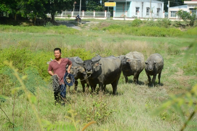 Nghề nuôi trâu ở vùng biên