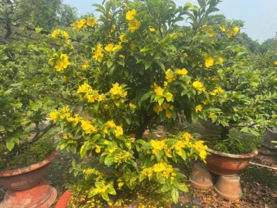 Chưa đến Tết, c&uacute;c m&acirc;m x&ocirc;i v&agrave; hoa mai đ&atilde; đồng loạt trổ b&ocirc;ng