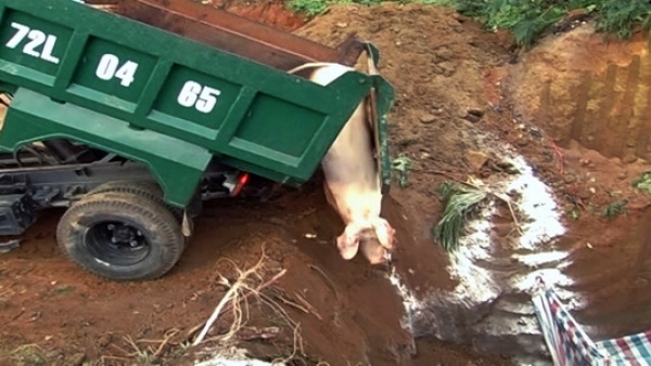 B&agrave; Rịa &ndash; Vũng T&agrave;u: C&ocirc;ng bố ổ dịch lở mồm long m&oacute;ng ở thị x&atilde; Ph&uacute; Mỹ