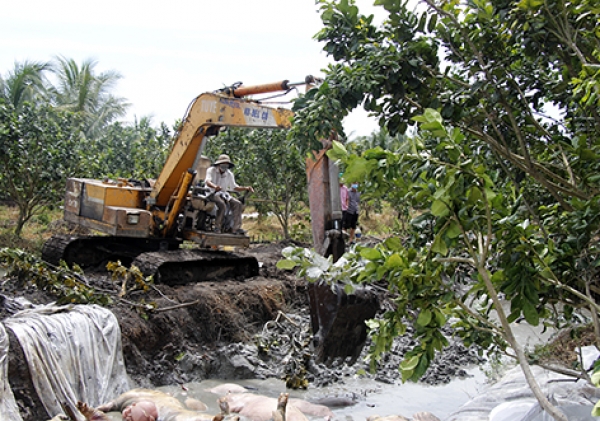 Cấp b&aacute;ch khống chế dịch tả heo ch&acirc;u Phi